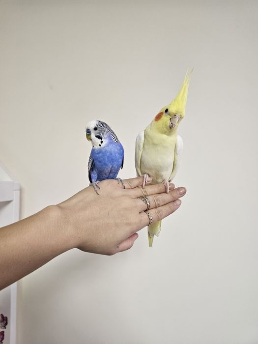 Пара ручных попугаев