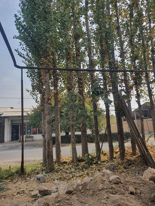 Terak sotiladi Qibrayda