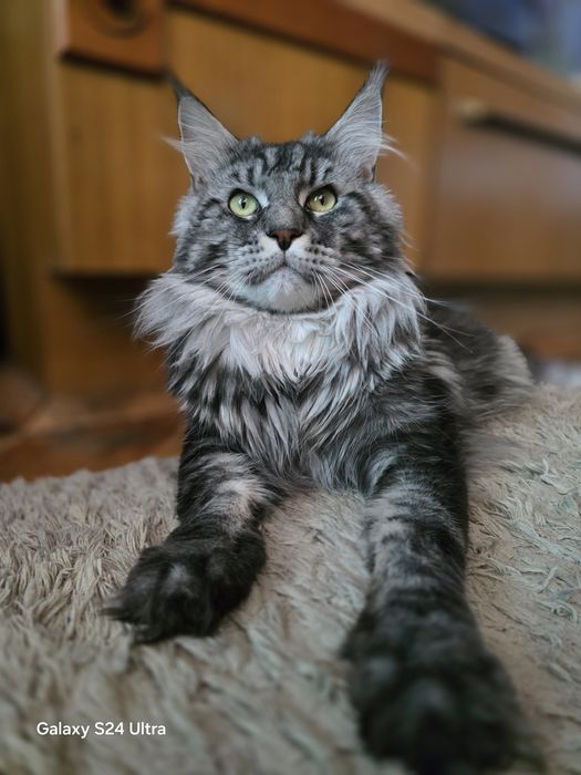 Чистокръвен Мейн кун