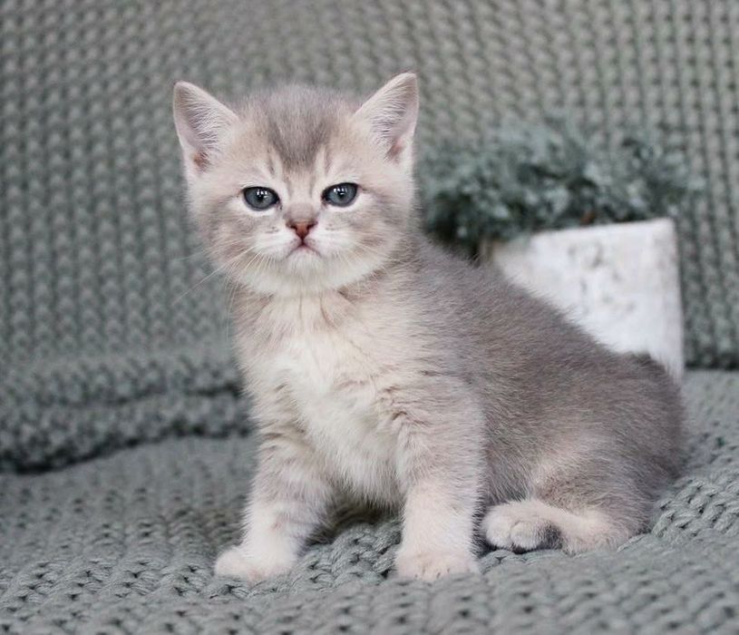 British Shorthair Chincilla Silver