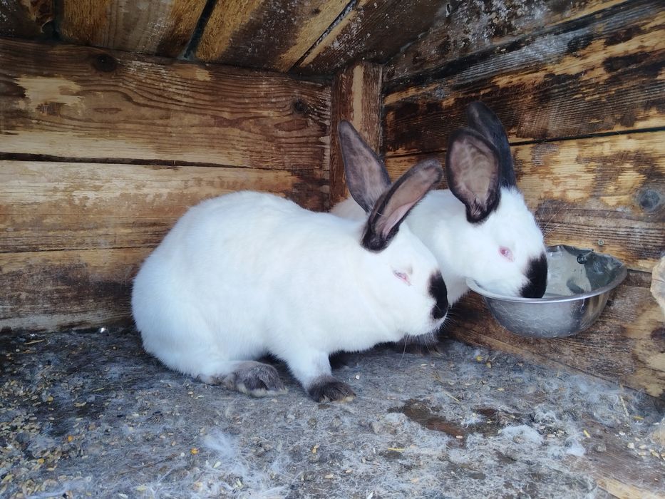 Iepuri, Gaini si Cocosi Brahma HD, Urias de Transilvania