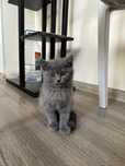 Котята Scottish fold и Scottish straight