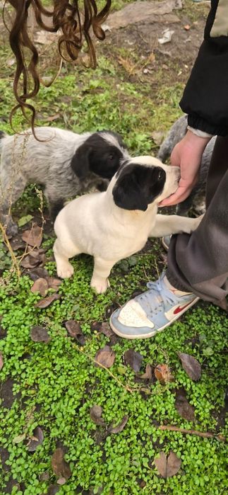 Подарявам малки кученца за 2лв