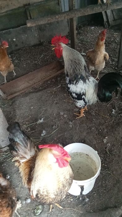 Куры домашних пород