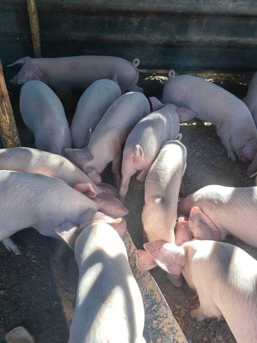 Продавам малки прасета за угояване или консумация – 15 до 50 кг