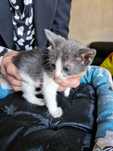 Котета на 1 мес. в София