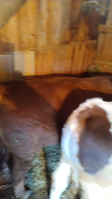 Vand doi vitei si o vitica