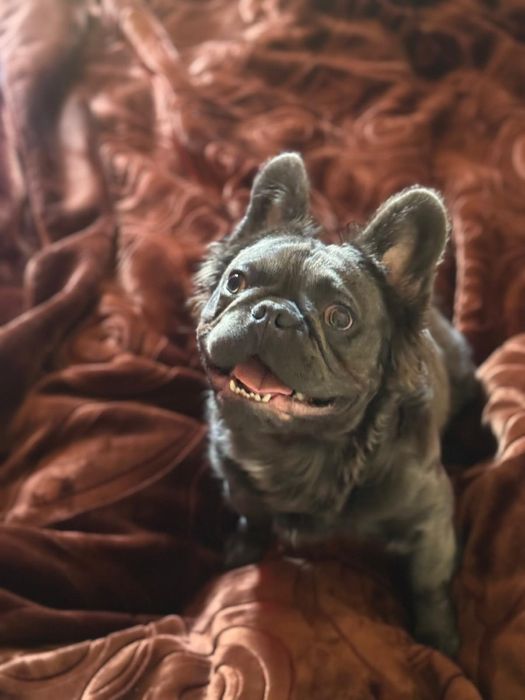 Bulldog francez fluffy  mascul