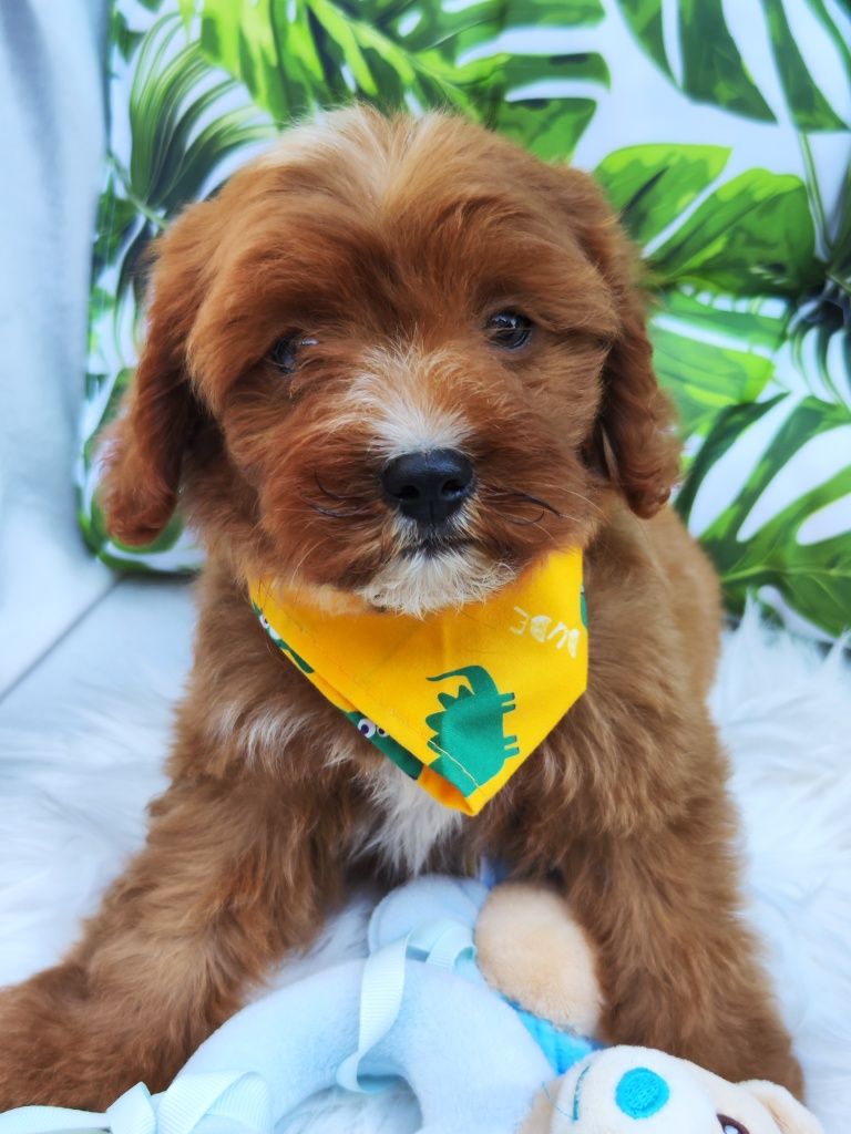 Той Кавапу- Cavapoo/ Той пудел и Кавалер Кинг Чарлз шпаньол