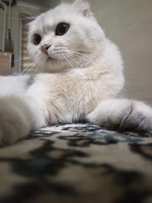 Шотландская вислоухая кошка (беременная, скрещена с британцем)