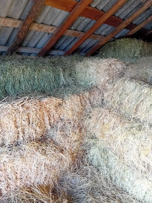 Vand Baloți de lucernă