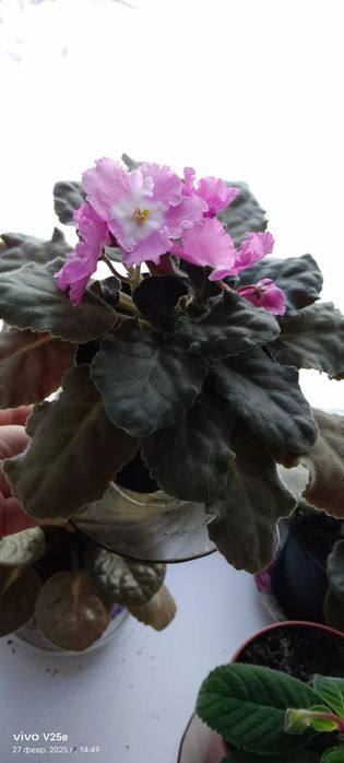 Продам домашние цветы