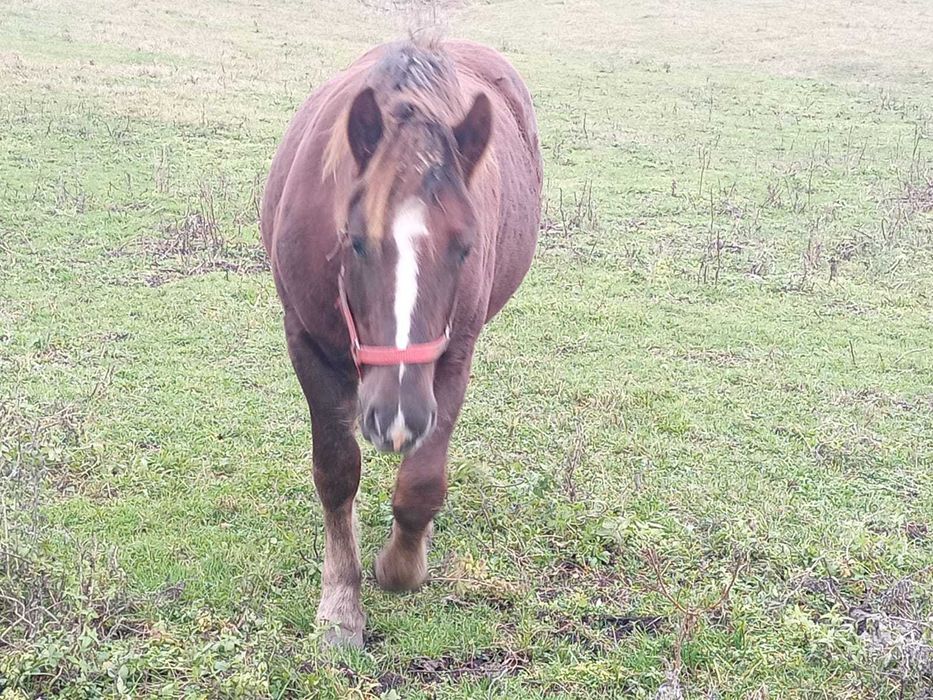 Vând mânz 1 an și 4 luni