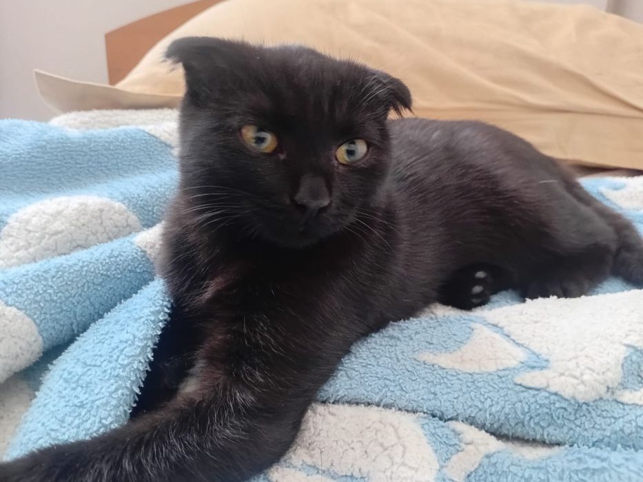 Шотландский вислоухий котенок