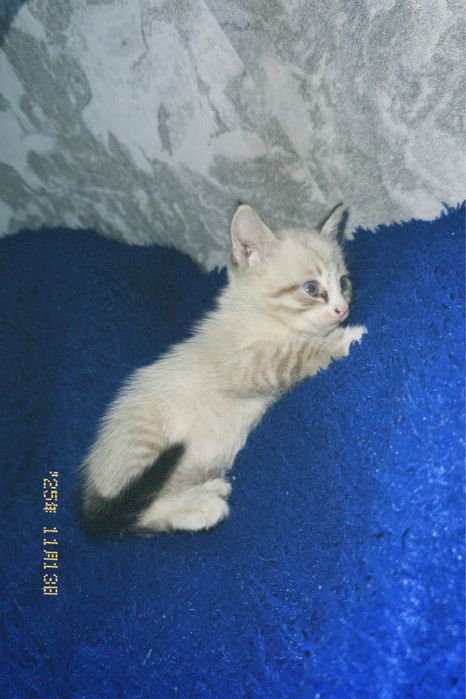 Отдам котенка в добрые руки,