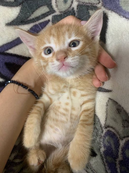 Отдам котят в хорошие руки