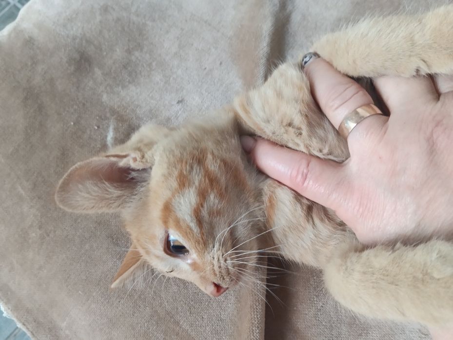 Котенок  мальчик