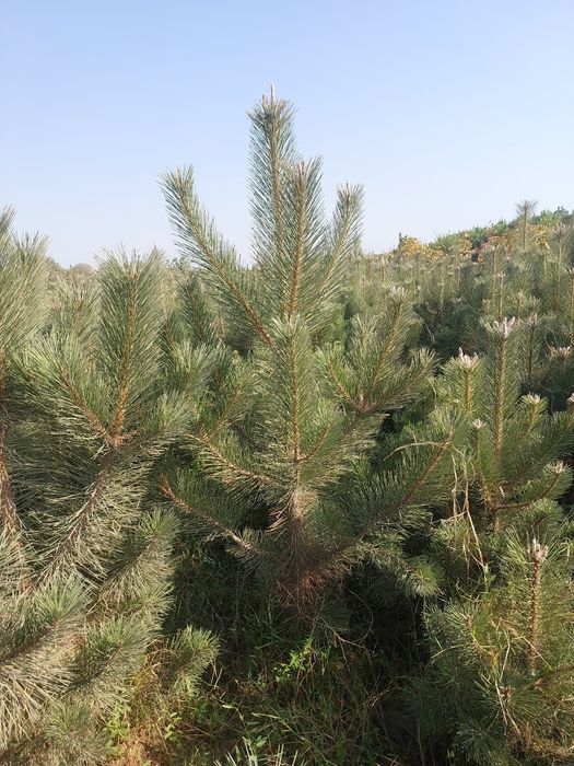 Manzarali ko‘chatlar — Samarqand Agro Dizayn firmasidan!