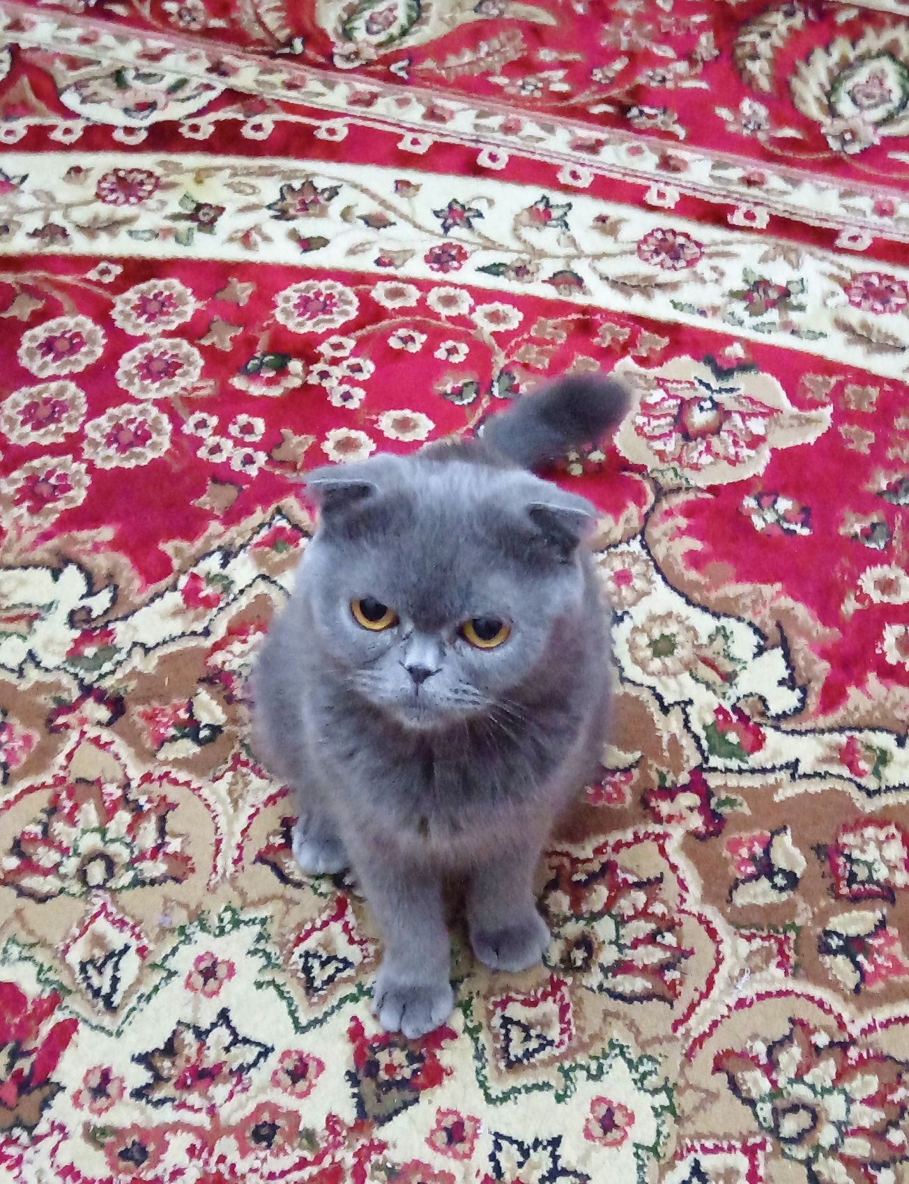 Котята скотиш  страйт
