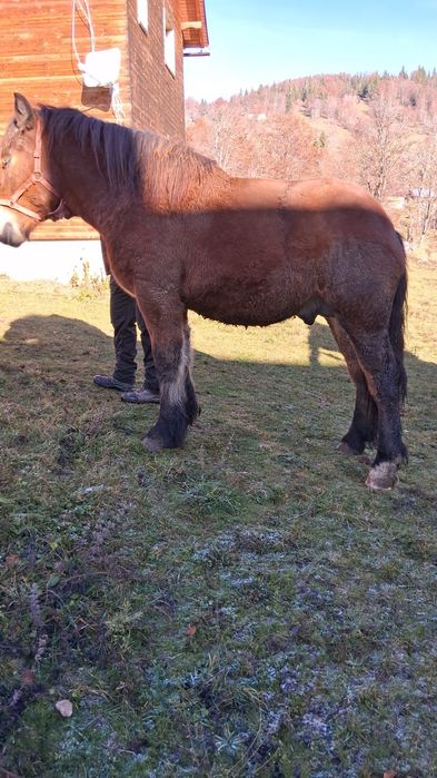 Vând mânz ardenez de 1 an jumate