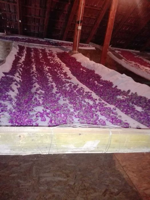 Petale de trandafiri Rosa Damascena 100% Bio