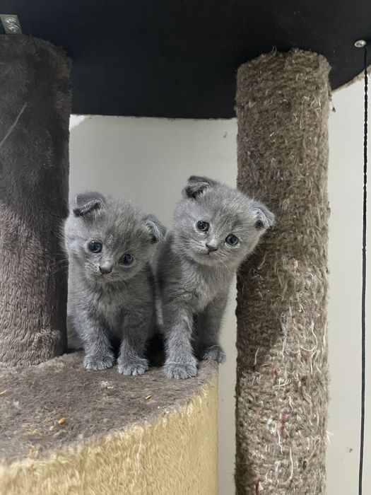 Продаются котята скотиш фолд и страйт