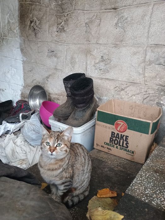 Подарявам женско коте