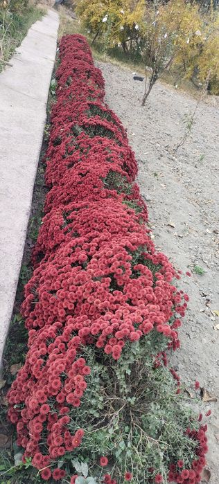 Xrezantema  gullari  juda  ajoyib  gullagan