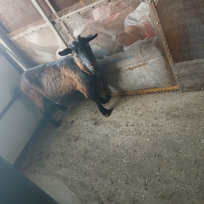 Capră Alpină Franceză