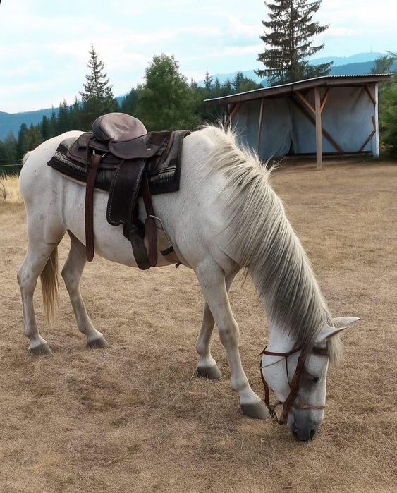 Продавам бял мъжки кон