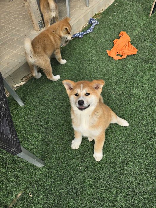 Vând Akita Inu, rasă pură, cu pedigree