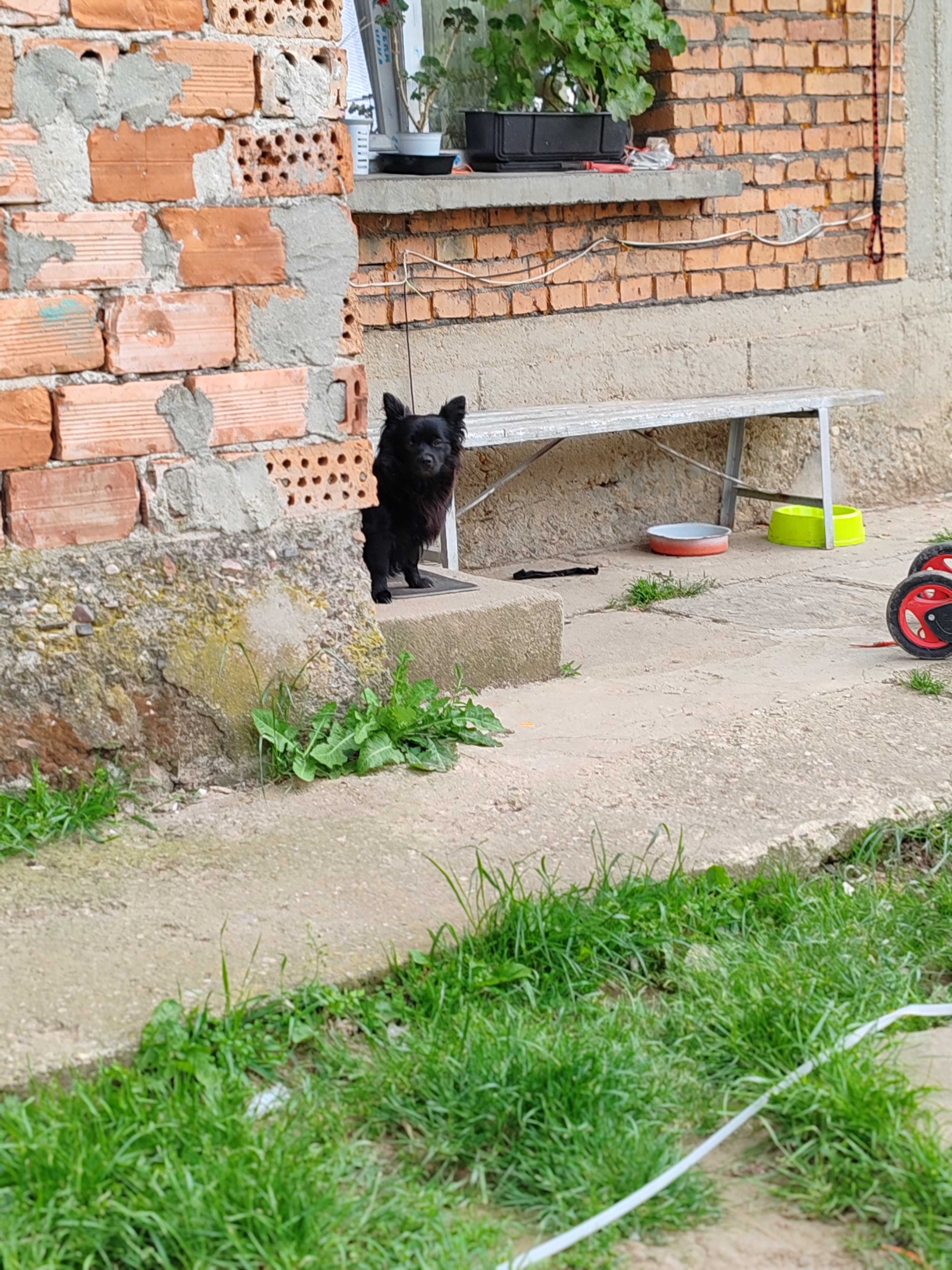 Продавам черен шпиц...