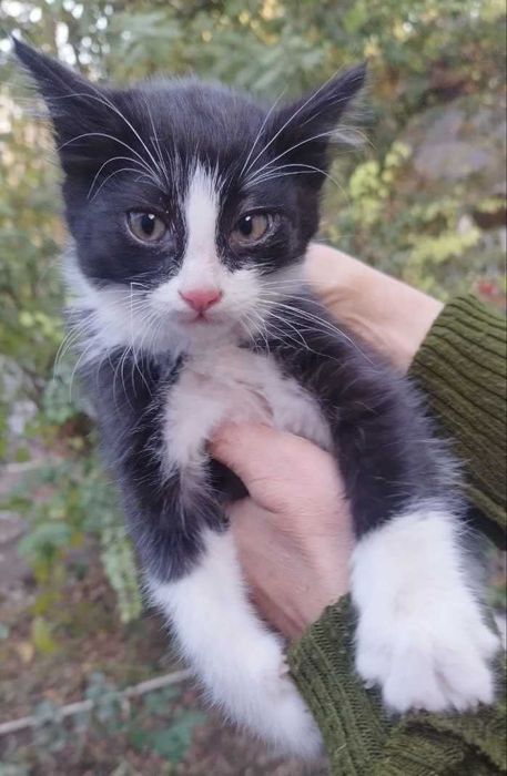 Кот, котенок в добрые руки. 3 мес. Чистый. Здоровый.