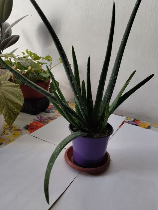 Алоэ вера продам не дорого