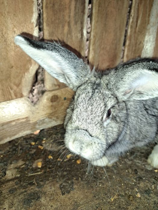 Vând iepuroi de 8 luni și 5 bucăți de 4 luni