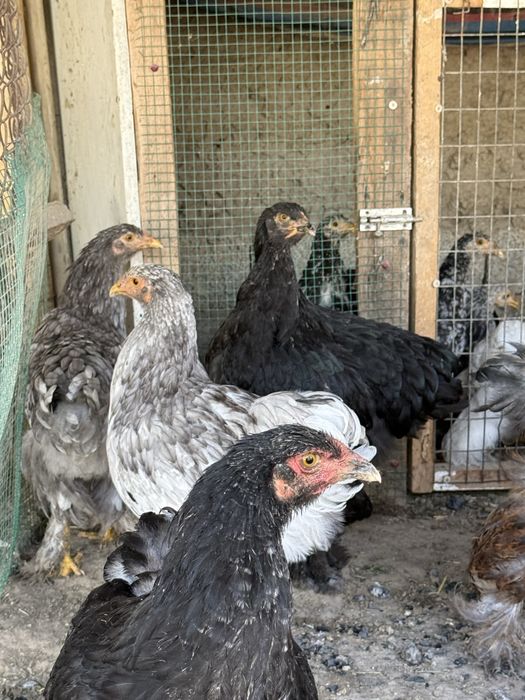 Жужала сотилади.