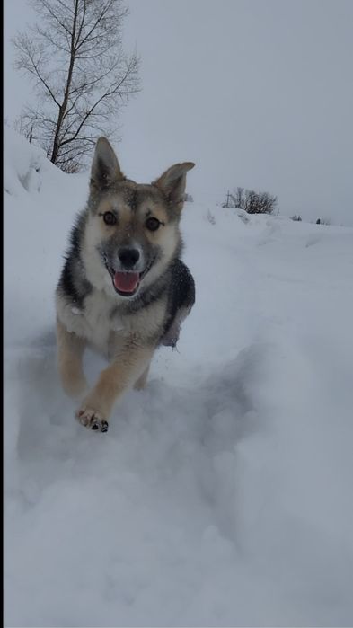 Эксклюзивный пес