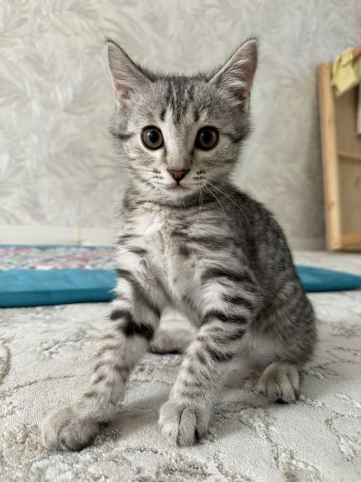 мысық сатылады шотландский