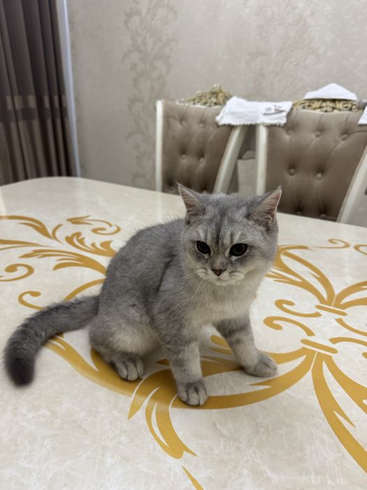 Британская серебрания кошка