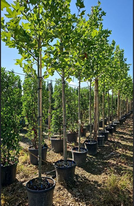 Vand brazi plante ornamentale