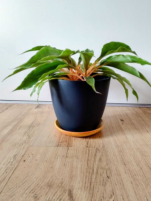 Хлорофитум Оранж Грим (разсад) Chlorophytum Orange Grimm