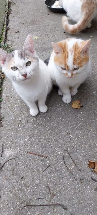 Cei mai frumosi pisicuți de trei luni, adopție