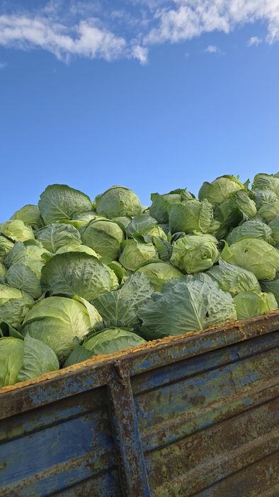 Varza de buzau si hibrid