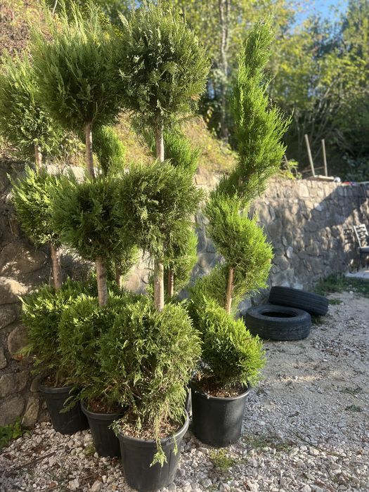 Plante ornamentale de orice soi