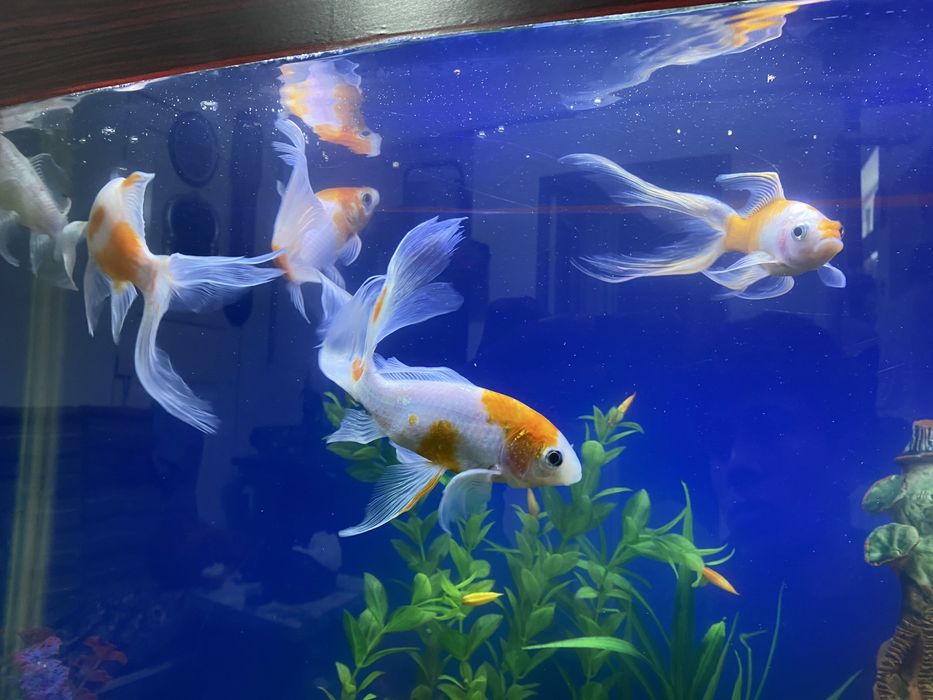 Sotiladi 250 mindan donasi