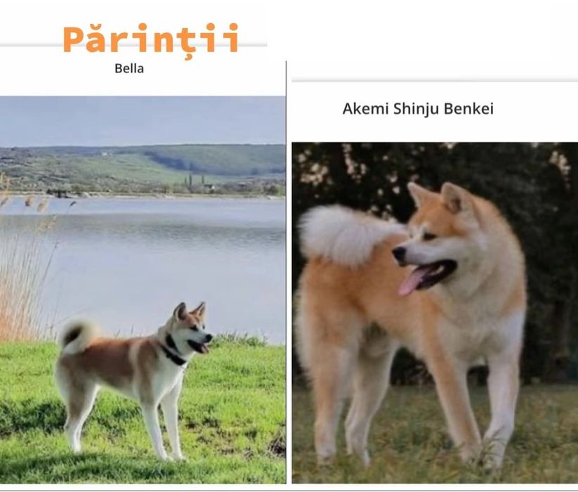 Pui de Akita inu