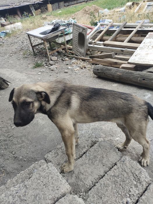 Qozoqi kuchuk.казашка собакa