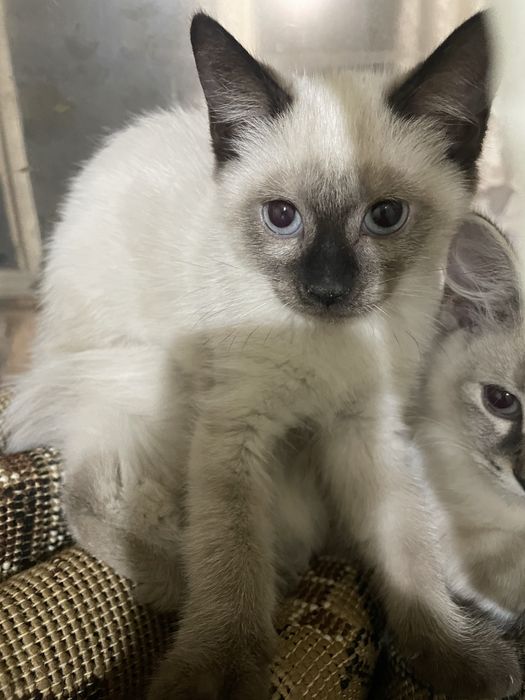 Продается котенок