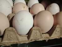 Домашние яйца натуральные