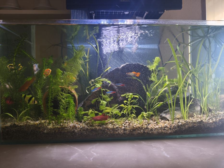 Acvariu complet 60 lirtri